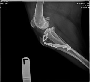 Lateral Xray of TTA repair of Cruciate rupture in dogs